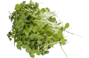 Broccoletti rapini 50gr